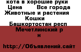 кота в хорошие руки › Цена ­ 0 - Все города Животные и растения » Кошки   . Башкортостан респ.,Мечетлинский р-н